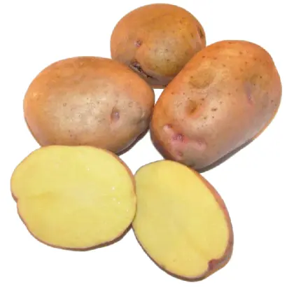 Поліське джерело