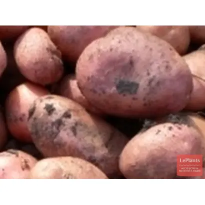 Пост 86 (Саманта) / Пост 86