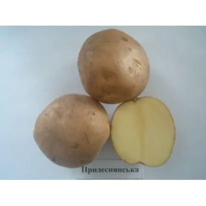 Придеснянская / Придеснянська