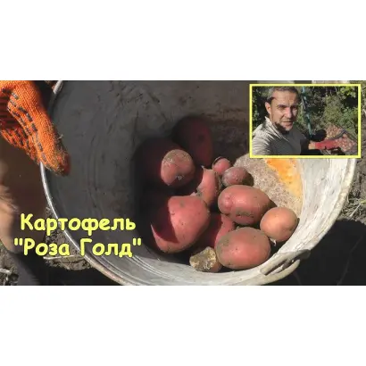 Rosagold / Розаголд