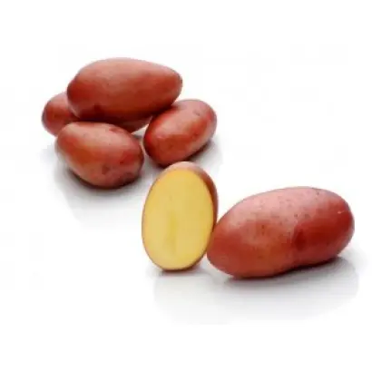 Rosara / Розара