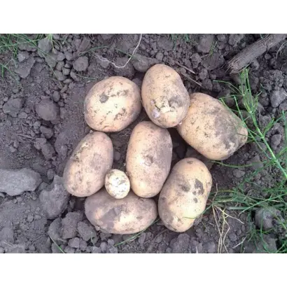 Savanna / Саванна