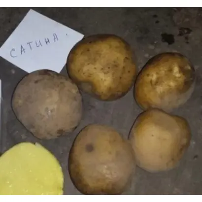 Satina / Сатіна