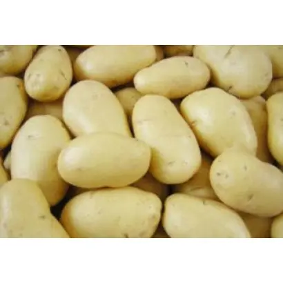 Solara / Солара