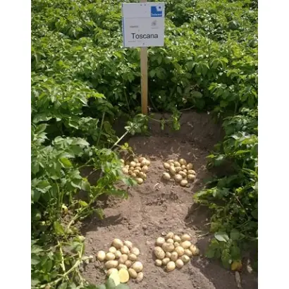 Toscana / Тоскана