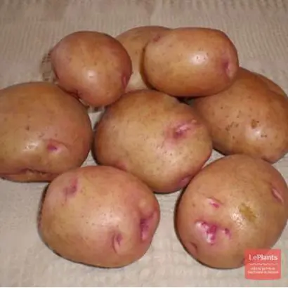 Украинский розовый (Символ) / Українська рожева