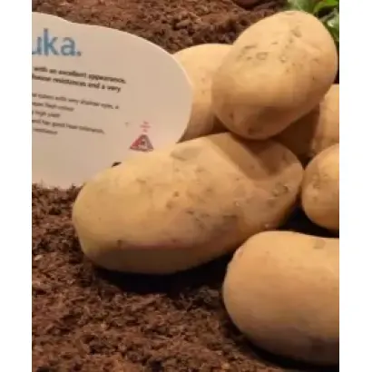 Faluka / Фалука