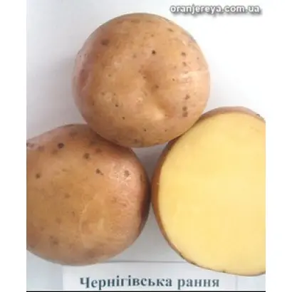 Чернігівська рання