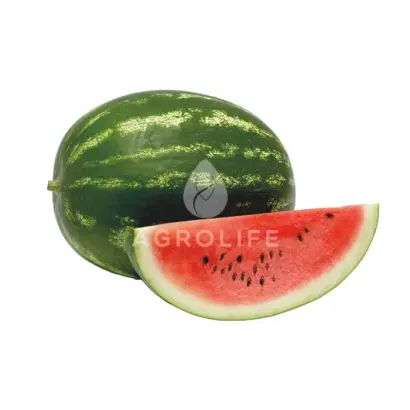 Amphion / Амфіон