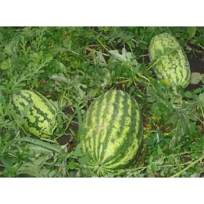 Astrakhan F1 / Астрахан F1