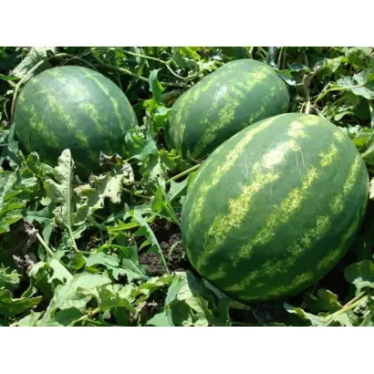 Ataman / Атаман