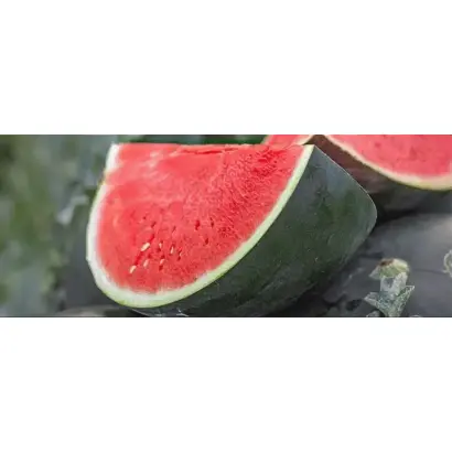 BAHAMA / БАГАМА