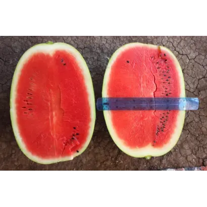 BALATON / БАЛАТОН