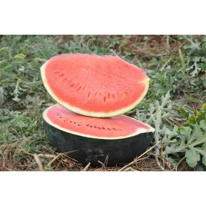 Baronessa / Баронеса