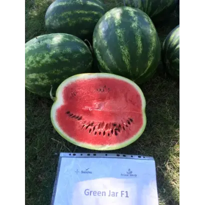 GREEN JAR / ГРІН ДЖАР