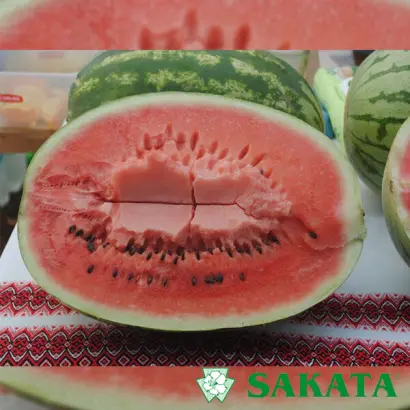 Daytona / Дайтона