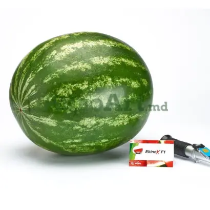 EKINOX / ЕКІНОКС