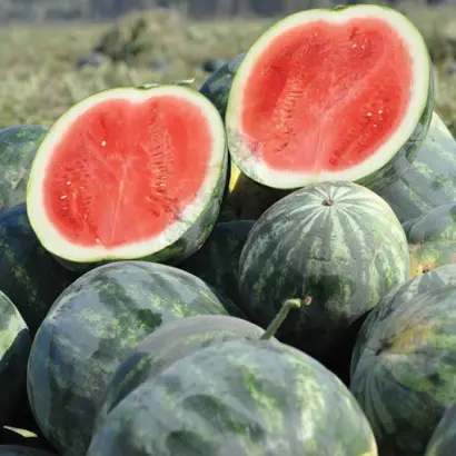 Extazy F1 / Екстазі F1