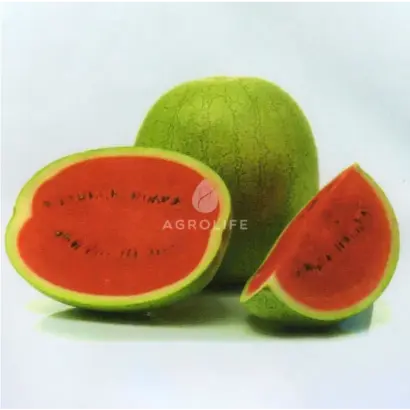 EL WAFI / ЕЛЬ ВАФІ