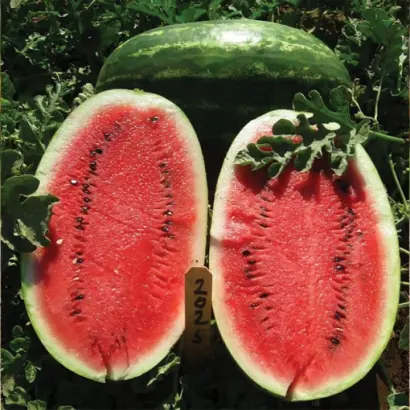 Early Samanta F1 / Ерлі Саманта F1