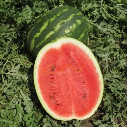 Inception / Інсепшен