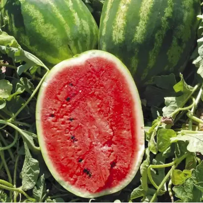 Karnakata F1 / Карнаката F1