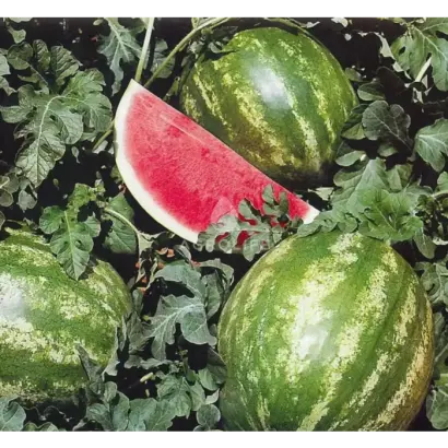 Crimson Sweet BB / Кримсон Світ ББ