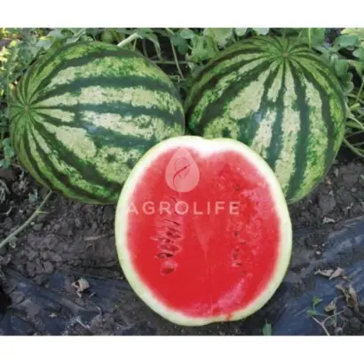 Crimson Delight F1 / Крімсон Делайт F1