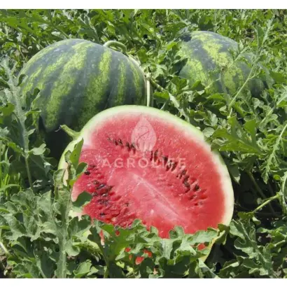 Crisby / Крісбі