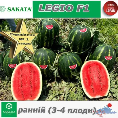 Legio / Леджіо