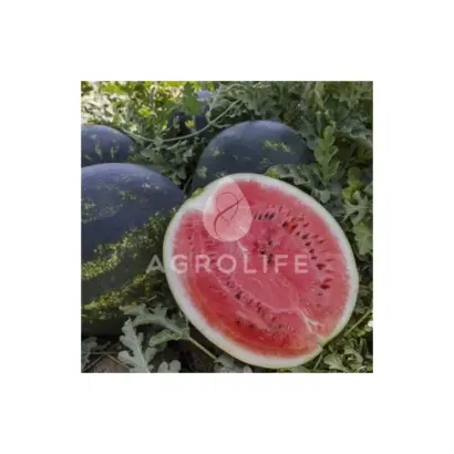 Lusitana / Лузітана