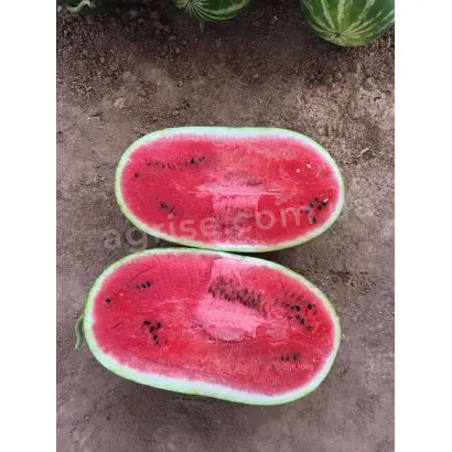 Мандрівник F1