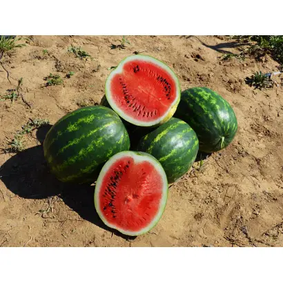 Maristo / Марісто