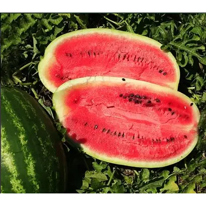 Melania F1 / Меланія F1