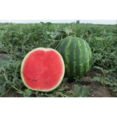 Мелитопольский 60 / Мелітопольський 60