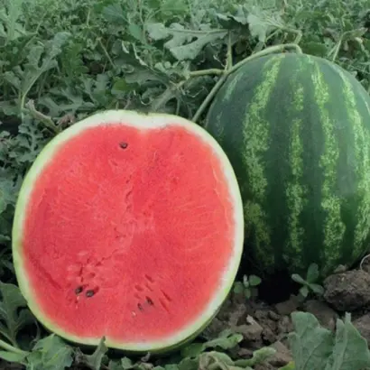 Miracle / Міракл