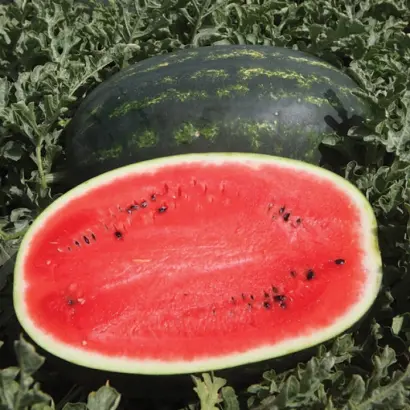 MIRSINI / МІРСІНІ