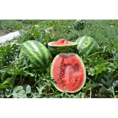 Montana / Монтана