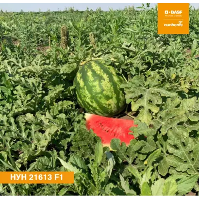 NUN 21613 / НУН 21613