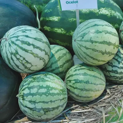 Ocelot / Оцелот