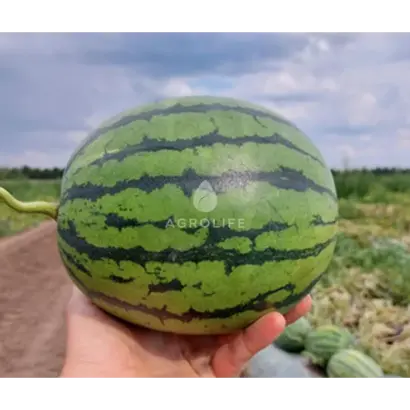 PREMIUM / ПРЕМІУМ