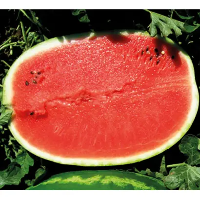 Prismatica F1 / Призматика F1