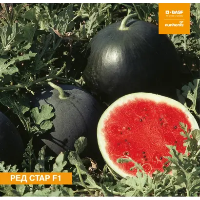 Red Star / Ред Стар