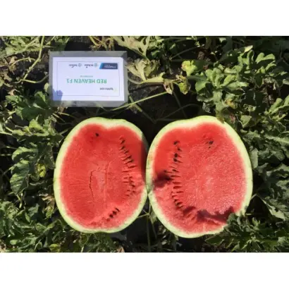 RED HEAVEN / РЕД ХЕВЕН