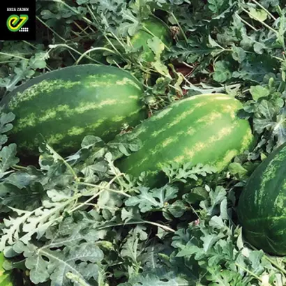 Redenza / Реденза