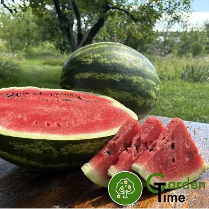 CELEST / СЕЛЕСТ