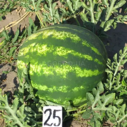 Сичеслав / Січеслав