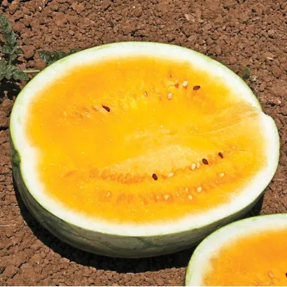 Сонячне сяйво