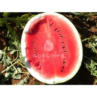 Surprise / Сюрприз