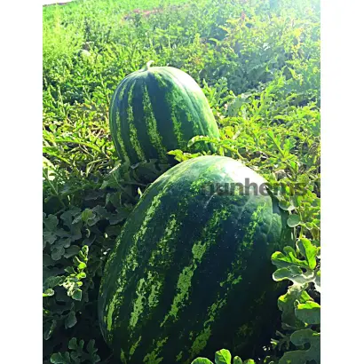 Tamerlan / Тамерлан